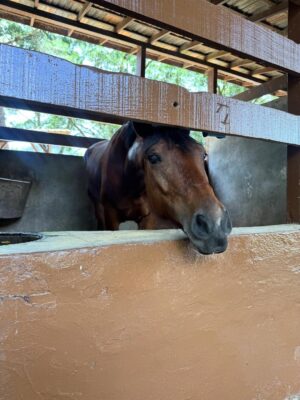 Juliana Paiva Instagram - Quando o set de gravação é dentro de um haras e entre uma cena e outra vc consegue dar uma escapadinha pra namorar essas fofuras! 🙌🏼🥰🐴✨