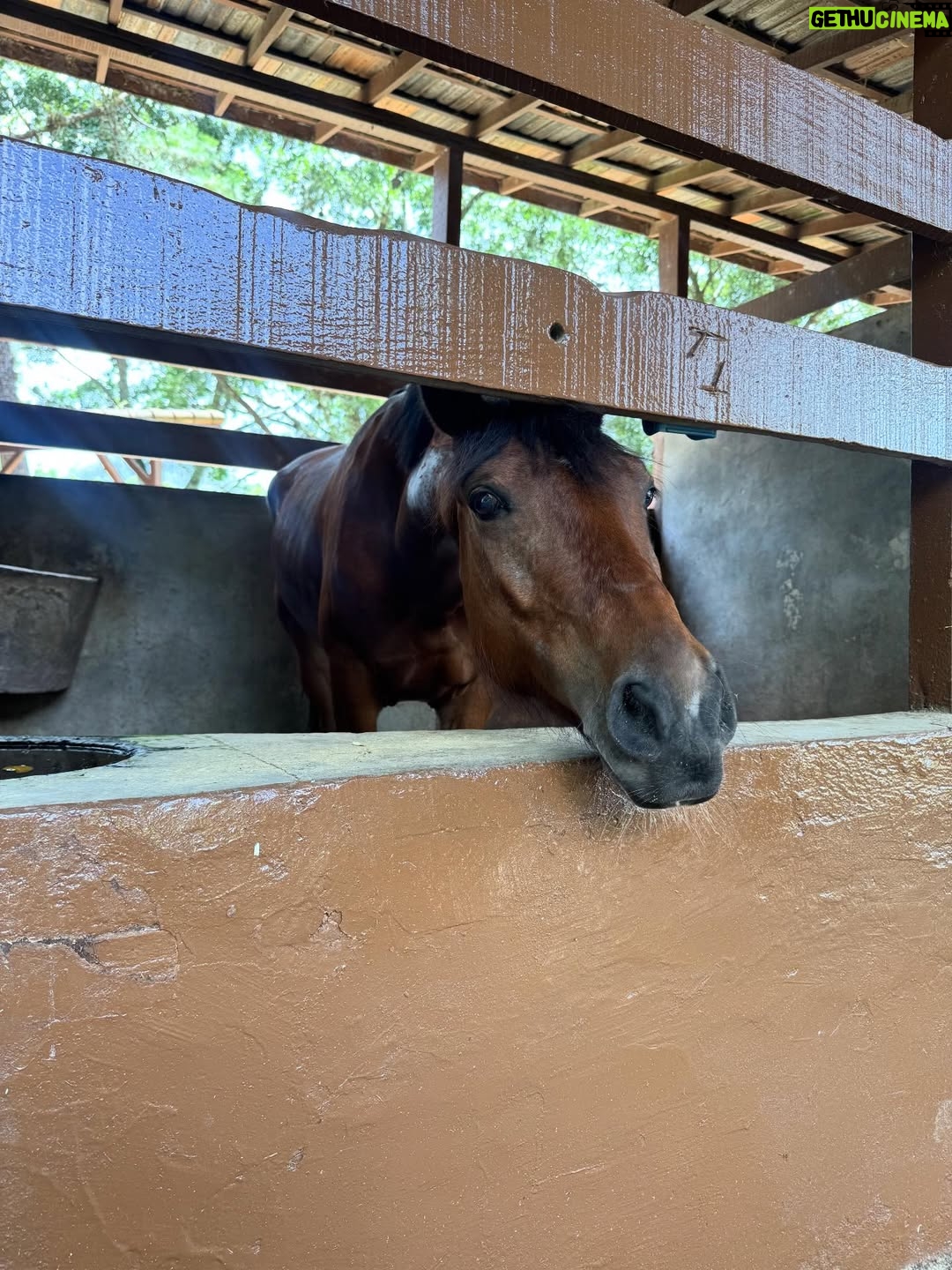 Juliana Paiva - 64.6K Likes - Quando o set de gravação é dentro de um haras e entre uma cena e outra vc consegue dar uma escapadinha pra namorar essas fofuras! 🙌🏼🥰🐴✨