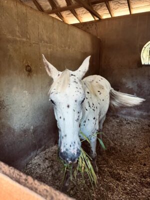 Juliana Paiva Instagram - Quando o set de gravação é dentro de um haras e entre uma cena e outra vc consegue dar uma escapadinha pra namorar essas fofuras! 🙌🏼🥰🐴✨