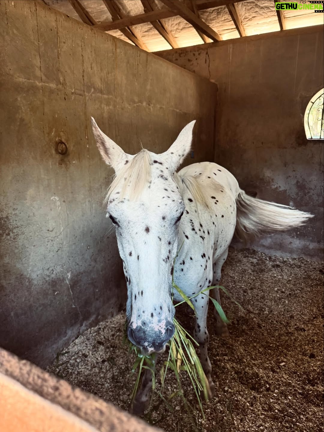Juliana Paiva - 64.6K Likes - Quando o set de gravação é dentro de um haras e entre uma cena e outra vc consegue dar uma escapadinha pra namorar essas fofuras! 🙌🏼🥰🐴✨