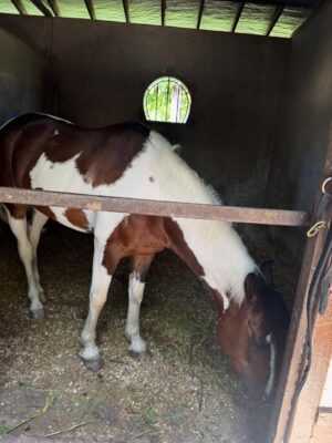 Juliana Paiva Instagram - Quando o set de gravação é dentro de um haras e entre uma cena e outra vc consegue dar uma escapadinha pra namorar essas fofuras! 🙌🏼🥰🐴✨