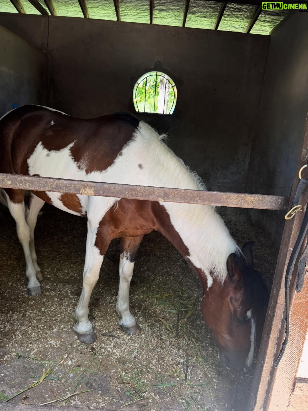 Juliana Paiva - 64.6K Likes - Quando o set de gravação é dentro de um haras e entre uma cena e outra vc consegue dar uma escapadinha pra namorar essas fofuras! 🙌🏼🥰🐴✨
