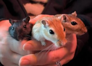 Kathrin Fricke Instagram - Hier mal ein einfach so Bild von der Rennmaus Family, mit Carlos, Syriiil und Diego. Fun fact:  Mäusekörper verhalten sich wie Wasser und gleiten mir durch die Finger, und alle drei auf einmal zu halten und dann auch noch *still* zu halten damit man kein verschwommenes Foto bekommt ist eigentlich unmöglich. Rein physikalisch nicht machbar. Ein einmaliges Naturschauspiel was Sie so nie wieder sehen werden.