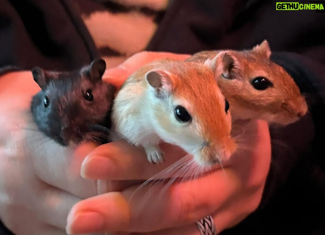 Kathrin Fricke - 15.5K Likes - Hier mal ein einfach so Bild von der Rennmaus Family, mit Carlos, Syriiil und Diego. Fun fact:  Mäusekörper verhalten sich wie Wasser und gleiten mir durch die Finger, und alle drei auf einmal zu halten und dann auch noch *still* zu halten damit man kein verschwommenes Foto bekommt ist eigentlich unmöglich. Rein physikalisch nicht machbar. Ein einmaliges Naturschauspiel was Sie so nie wieder sehen werden.