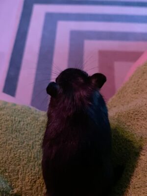 Kathrin Fricke Instagram - Grausame Experimente mit Pupsfrequenzen an Mäuschen Carlos. Die höheren Frequenzen mag er nicht. Unsere Wissenschaftler wissen noch nicht genau, was sie mit dem Ergebnis dieses Experiments anfangen sollen, aber ich bin sicher, es ist sehr, sehr wichtig.