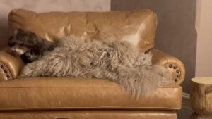 Kitty Flanagan Instagram - Henry's settling in on his special Fisk coloured couch to watch Fisk S3 - which is finally out today in Australia and New Zealand on @netflixanz!
(And of course it's still available on ABC iview if that's your SOC - streamer of choice) 😻x