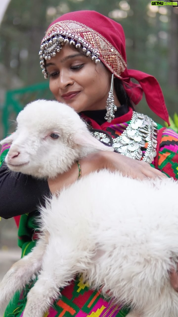 Lavanya - 28.9K Likes - Merged with the tradition “ MANALI diaries “ 

#viralreels #viral #viralvideos #instaviral #instagramreels #instagram #instagood #instalike #instagramindia #explorepage✨ #goviral #shashilavanya