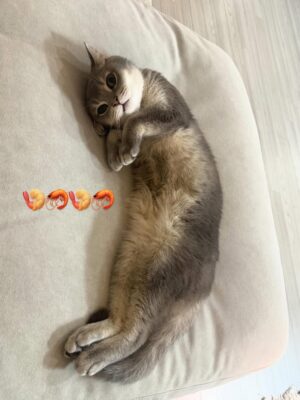 Lee Seo-bin Instagram - 눈타리
트리타리
새우타리
알타리
잠타리
