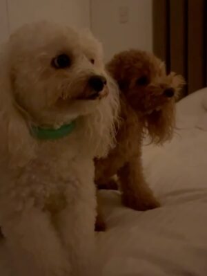 Magdyel Ugaz Instagram - Hoy es el día de mis ñiños🐕🤍
Mis bebés perrunos , mis compañeritos , mis cómplices 
Mi hogar 🏠
Los amoooooo tanto ♥️
