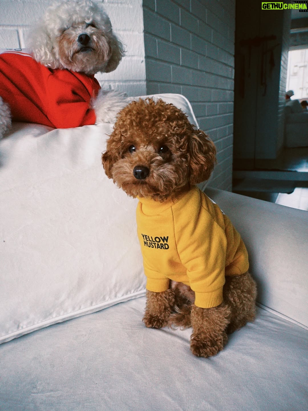 Magdyel Ugaz - 3.6K Likes - Hoy es el día de mis ñiños🐕🤍
Mis bebés perrunos , mis compañeritos , mis cómplices 
Mi hogar 🏠
Los amoooooo tanto ♥️