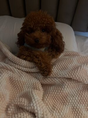 Magdyel Ugaz Instagram - Hoy es el día de mis ñiños🐕🤍
Mis bebés perrunos , mis compañeritos , mis cómplices 
Mi hogar 🏠
Los amoooooo tanto ♥️