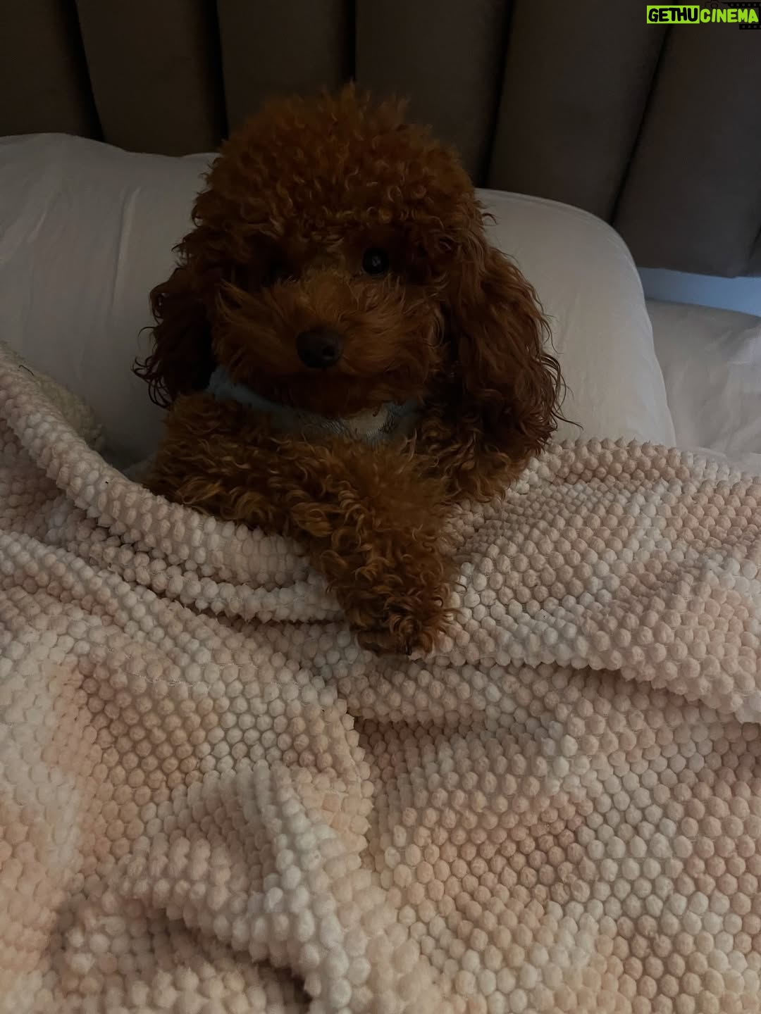Magdyel Ugaz - 3.6K Likes - Hoy es el día de mis ñiños🐕🤍
Mis bebés perrunos , mis compañeritos , mis cómplices 
Mi hogar 🏠
Los amoooooo tanto ♥️