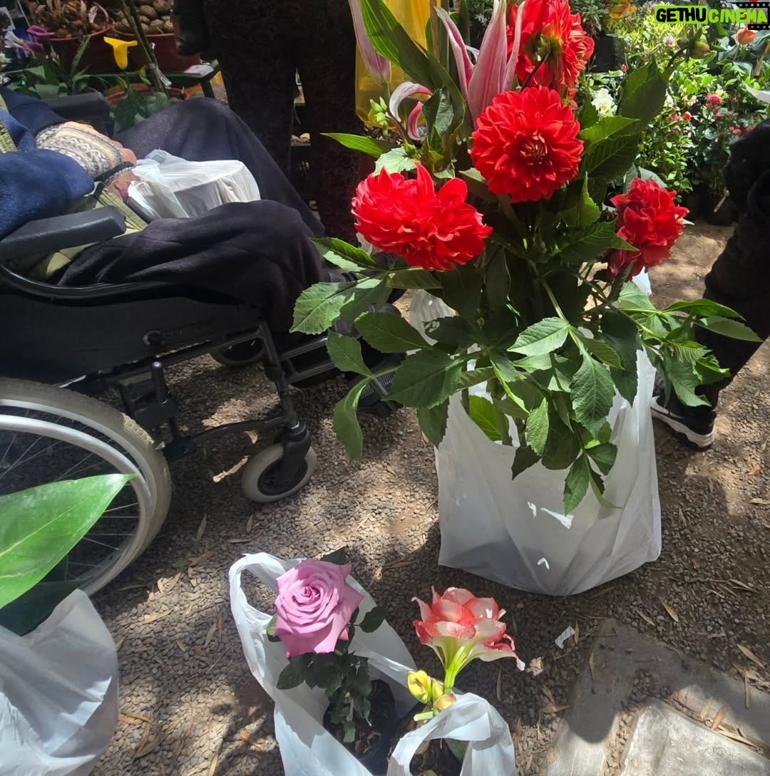 Maju Mantilla - 13.4K Likes - A mi papi le gusta mucho las flores 🌸🪴, las  plantitas, le encanta cuidarlas y sobretodo contemplarlas 🫶.  Hoy lo llevé al Primer Festival #Sumaqplantas y arrasó con todo 🤭, bueno tiene derecho a engreirse.
Aún están a tiempo de visitar el festival porque estarán hoy hasta las 7pm y mañana lunes hasta las 8pm en el Parque de la Felicidad de San Borja. 

Felicitaciones @jardintorre por este lindo proyecto 🌸🌷🌼🌻🌺🪻🪴.