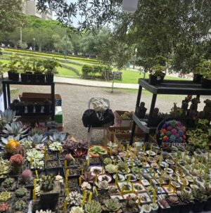 Maju Mantilla Instagram - A mi papi le gusta mucho las flores 🌸🪴, las plantitas, le encanta cuidarlas y sobretodo contemplarlas 🫶. Hoy lo llevé al Primer Festival #Sumaqplantas y arrasó con todo 🤭, bueno tiene derecho a engreirse.
Aún están a tiempo de visitar el festival porque estarán hoy hasta las 7pm y mañana lunes hasta las 8pm en el Parque de la Felicidad de San Borja.
Felicitaciones @jardintorre por este lindo proyecto 🌸🌷🌼🌻🌺🪻🪴.