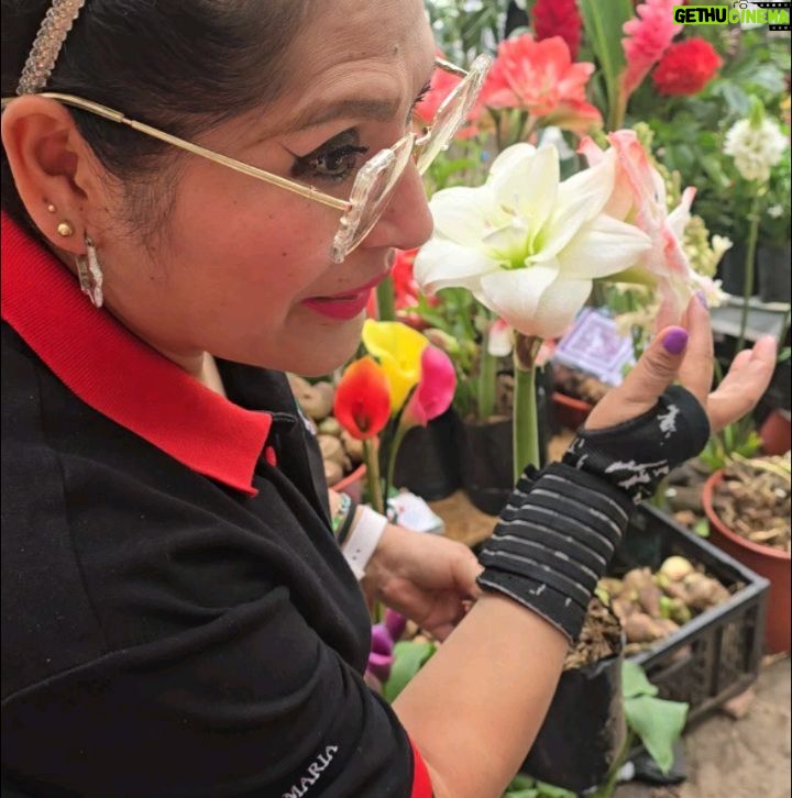 Maju Mantilla - 13.4K Likes - A mi papi le gusta mucho las flores 🌸🪴, las  plantitas, le encanta cuidarlas y sobretodo contemplarlas 🫶.  Hoy lo llevé al Primer Festival #Sumaqplantas y arrasó con todo 🤭, bueno tiene derecho a engreirse.
Aún están a tiempo de visitar el festival porque estarán hoy hasta las 7pm y mañana lunes hasta las 8pm en el Parque de la Felicidad de San Borja. 

Felicitaciones @jardintorre por este lindo proyecto 🌸🌷🌼🌻🌺🪻🪴.