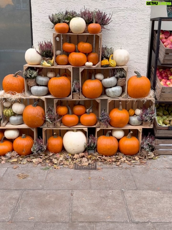 Malgorzata Socha - 6K Likes - Jesień w pełni — dynie, ciepłe kolory i to wyjątkowe światło, które sprawia, że nawet zwykły spacer staje się magiczny 🍂🎃 look by @lukaszjemiol