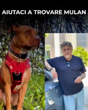 Manuela Arcuri Instagram - SMARRITA MULAN – RAPITA A VIMERCATE (MB)
Non è una scomparsa, è un rapimento.
Mulan, femmina sterilizzata di 5 anni, è stata vista per l’ultima volta il 16 luglio alle 18:10 in zona Cascina Cavallera. Un furgone bianco tipo Fiorino si è allontanato in direzione Vimercate con lei a bordo.
Indossava pettorina rossa e collare rosso con medaglietta.
Ha microchip: 380260101694650.
Estremità della coda senza pelo.
📣 Chiunque l’abbia vista, chiunque abbia un sospetto, ci contatti subito. Anche in forma anonima.
📤 Condividere può sembrare poco. Ma può salvare una vita.
@nicolasepablo #noicoipit
🔴 AIUTA – CONDIVIDI – SALVA
#amateglianimali #mulan #cercasiMulan #rapimentocane #animalismarriti #troviamolainsieme #stoptraficoanimali #vimercate #cane #allertaanimali #ritroviamomulan
