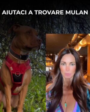 Manuela Arcuri Instagram - SMARRITA MULAN – RAPITA A VIMERCATE (MB)
Non è una scomparsa, è un rapimento.
Mulan, femmina sterilizzata di 5 anni, è stata vista per l’ultima volta il 16 luglio alle 18:10 in zona Cascina Cavallera. Un furgone bianco tipo Fiorino si è allontanato in direzione Vimercate con lei a bordo.
Indossava pettorina rossa e collare rosso con medaglietta.
Ha microchip: 380260101694650.
Estremità della coda senza pelo.
📣 Chiunque l’abbia vista, chiunque abbia un sospetto, ci contatti subito. Anche in forma anonima.
📤 Condividere può sembrare poco. Ma può salvare una vita.
@nicolasepablo #noicoipit
🔴 AIUTA – CONDIVIDI – SALVA
#amateglianimali #mulan #cercasiMulan #rapimentocane #animalismarriti #troviamolainsieme #stoptraficoanimali #vimercate #cane #allertaanimali #ritroviamomulan