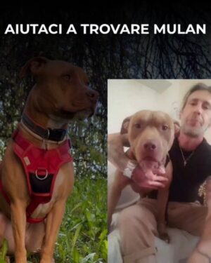 Manuela Arcuri Instagram - SMARRITA MULAN – RAPITA A VIMERCATE (MB)
Non è una scomparsa, è un rapimento.
Mulan, femmina sterilizzata di 5 anni, è stata vista per l’ultima volta il 16 luglio alle 18:10 in zona Cascina Cavallera. Un furgone bianco tipo Fiorino si è allontanato in direzione Vimercate con lei a bordo.
Indossava pettorina rossa e collare rosso con medaglietta.
Ha microchip: 380260101694650.
Estremità della coda senza pelo.
📣 Chiunque l’abbia vista, chiunque abbia un sospetto, ci contatti subito. Anche in forma anonima.
📤 Condividere può sembrare poco. Ma può salvare una vita.
@nicolasepablo #noicoipit
🔴 AIUTA – CONDIVIDI – SALVA
#amateglianimali #mulan #cercasiMulan #rapimentocane #animalismarriti #troviamolainsieme #stoptraficoanimali #vimercate #cane #allertaanimali #ritroviamomulan