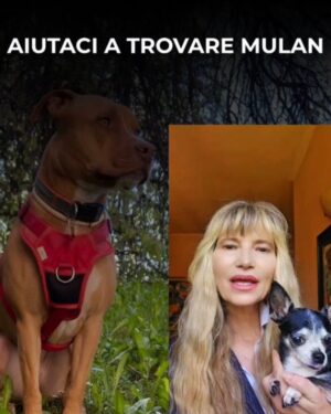 Manuela Arcuri Instagram - SMARRITA MULAN – RAPITA A VIMERCATE (MB)
Non è una scomparsa, è un rapimento.
Mulan, femmina sterilizzata di 5 anni, è stata vista per l’ultima volta il 16 luglio alle 18:10 in zona Cascina Cavallera. Un furgone bianco tipo Fiorino si è allontanato in direzione Vimercate con lei a bordo.
Indossava pettorina rossa e collare rosso con medaglietta.
Ha microchip: 380260101694650.
Estremità della coda senza pelo.
📣 Chiunque l’abbia vista, chiunque abbia un sospetto, ci contatti subito. Anche in forma anonima.
📤 Condividere può sembrare poco. Ma può salvare una vita.
@nicolasepablo #noicoipit
🔴 AIUTA – CONDIVIDI – SALVA
#amateglianimali #mulan #cercasiMulan #rapimentocane #animalismarriti #troviamolainsieme #stoptraficoanimali #vimercate #cane #allertaanimali #ritroviamomulan