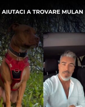 Manuela Arcuri Instagram - SMARRITA MULAN – RAPITA A VIMERCATE (MB)
Non è una scomparsa, è un rapimento.
Mulan, femmina sterilizzata di 5 anni, è stata vista per l’ultima volta il 16 luglio alle 18:10 in zona Cascina Cavallera. Un furgone bianco tipo Fiorino si è allontanato in direzione Vimercate con lei a bordo.
Indossava pettorina rossa e collare rosso con medaglietta.
Ha microchip: 380260101694650.
Estremità della coda senza pelo.
📣 Chiunque l’abbia vista, chiunque abbia un sospetto, ci contatti subito. Anche in forma anonima.
📤 Condividere può sembrare poco. Ma può salvare una vita.
@nicolasepablo #noicoipit
🔴 AIUTA – CONDIVIDI – SALVA
#amateglianimali #mulan #cercasiMulan #rapimentocane #animalismarriti #troviamolainsieme #stoptraficoanimali #vimercate #cane #allertaanimali #ritroviamomulan