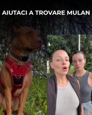 Manuela Arcuri Instagram - SMARRITA MULAN – RAPITA A VIMERCATE (MB)
Non è una scomparsa, è un rapimento.
Mulan, femmina sterilizzata di 5 anni, è stata vista per l’ultima volta il 16 luglio alle 18:10 in zona Cascina Cavallera. Un furgone bianco tipo Fiorino si è allontanato in direzione Vimercate con lei a bordo.
Indossava pettorina rossa e collare rosso con medaglietta.
Ha microchip: 380260101694650.
Estremità della coda senza pelo.
📣 Chiunque l’abbia vista, chiunque abbia un sospetto, ci contatti subito. Anche in forma anonima.
📤 Condividere può sembrare poco. Ma può salvare una vita.
@nicolasepablo #noicoipit
🔴 AIUTA – CONDIVIDI – SALVA
#amateglianimali #mulan #cercasiMulan #rapimentocane #animalismarriti #troviamolainsieme #stoptraficoanimali #vimercate #cane #allertaanimali #ritroviamomulan