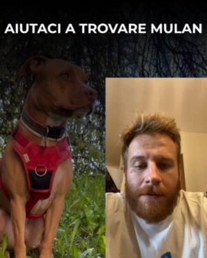 Manuela Arcuri Instagram - SMARRITA MULAN – RAPITA A VIMERCATE (MB)
Non è una scomparsa, è un rapimento.
Mulan, femmina sterilizzata di 5 anni, è stata vista per l’ultima volta il 16 luglio alle 18:10 in zona Cascina Cavallera. Un furgone bianco tipo Fiorino si è allontanato in direzione Vimercate con lei a bordo.
Indossava pettorina rossa e collare rosso con medaglietta.
Ha microchip: 380260101694650.
Estremità della coda senza pelo.
📣 Chiunque l’abbia vista, chiunque abbia un sospetto, ci contatti subito. Anche in forma anonima.
📤 Condividere può sembrare poco. Ma può salvare una vita.
@nicolasepablo #noicoipit
🔴 AIUTA – CONDIVIDI – SALVA
#amateglianimali #mulan #cercasiMulan #rapimentocane #animalismarriti #troviamolainsieme #stoptraficoanimali #vimercate #cane #allertaanimali #ritroviamomulan