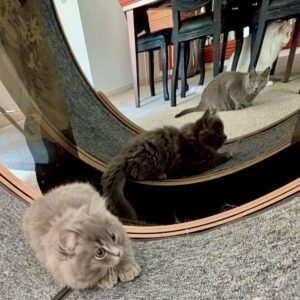 Mao Daichi Instagram - 🐱Tatin🐱です🐾
2しゅうかんがたちました🏡
ボクは、いっぱいたべて、いっぱいはしって
ぐんぐんのぼって、かくれんぼしたり
おもちゃであそんで♪
とっーてもげんきです*\(^o^)/*
スフレおにいちゃんと😸
ブリュレおにいちゃんと😺
シュシュテおねえちゃんと😽
もう、すっかりなかよしです🩷
とくにスフレおにいちゃんは
シッポであそんでくれたり🐈‍⬛
いつもみまもってくれています⭕️
ケのいろがにてるからかな😸ニャニャ

あ、ボクのタタンというなまえは
タルトタタンの🥧 タタンです♪

#Tatin🐱
#タタン🐱
#サイベリアン
#サイベリアンフォレストキャット
#タルトタタン🥧
#スフレ😺 #シャルトリュー #ブルーグレー #chartreux
#ブリュレ #メインクーン #カメオアンドホワイト#mainecoon
#猫のいる暮らし🐱
#愛猫
#可愛い❤️
#癒される
#大地真央
#MAODAICHI