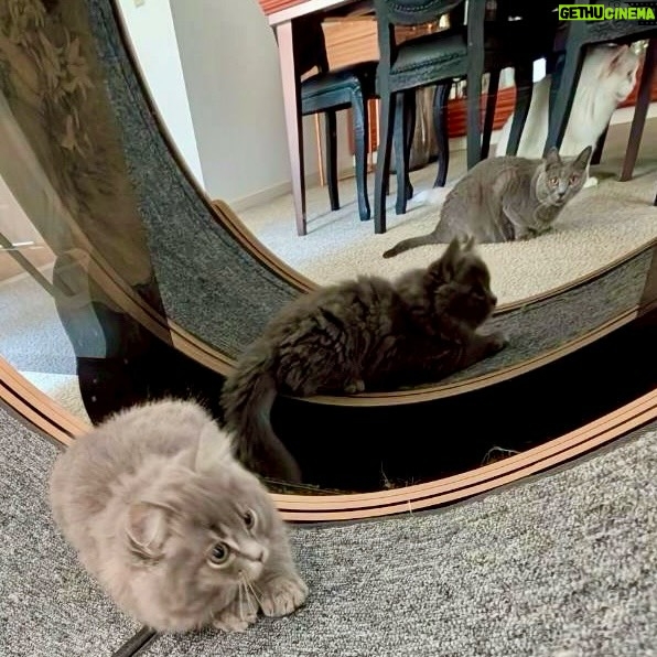 Mao Daichi - 27.2K Likes - 🐱Tatin🐱です🐾
2しゅうかんがたちました🏡
ボクは、いっぱいたべて、いっぱいはしって
ぐんぐんのぼって、かくれんぼしたり
おもちゃであそんで♪
とっーてもげんきです*\(^o^)/*
スフレおにいちゃんと😸
ブリュレおにいちゃんと😺
シュシュテおねえちゃんと😽
もう、すっかりなかよしです🩷
とくにスフレおにいちゃんは
シッポであそんでくれたり🐈‍⬛
いつもみまもってくれています⭕️
ケのいろがにてるからかな😸ニャニャ

あ、ボクのタタンというなまえは
タルトタタンの🥧 タタンです♪

#Tatin🐱
#タタン🐱
#サイベリアン
#サイベリアンフォレストキャット
#タルトタタン🥧
#スフレ😺 #シャルトリュー #ブルーグレー #chartreux
#ブリュレ #メインクーン #カメオアンドホワイト#mainecoon
#猫のいる暮らし🐱
#愛猫
#可愛い❤️
#癒される
#大地真央
#MAODAICHI