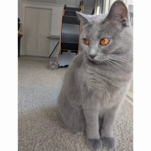 Mao Daichi Instagram - 🐱Tatin🐱です🐾
2しゅうかんがたちました🏡
ボクは、いっぱいたべて、いっぱいはしって
ぐんぐんのぼって、かくれんぼしたり
おもちゃであそんで♪
とっーてもげんきです*\(^o^)/*
スフレおにいちゃんと😸
ブリュレおにいちゃんと😺
シュシュテおねえちゃんと😽
もう、すっかりなかよしです🩷
とくにスフレおにいちゃんは
シッポであそんでくれたり🐈‍⬛
いつもみまもってくれています⭕️
ケのいろがにてるからかな😸ニャニャ

あ、ボクのタタンというなまえは
タルトタタンの🥧 タタンです♪

#Tatin🐱
#タタン🐱
#サイベリアン
#サイベリアンフォレストキャット
#タルトタタン🥧
#スフレ😺 #シャルトリュー #ブルーグレー #chartreux
#ブリュレ #メインクーン #カメオアンドホワイト#mainecoon
#猫のいる暮らし🐱
#愛猫
#可愛い❤️
#癒される
#大地真央
#MAODAICHI