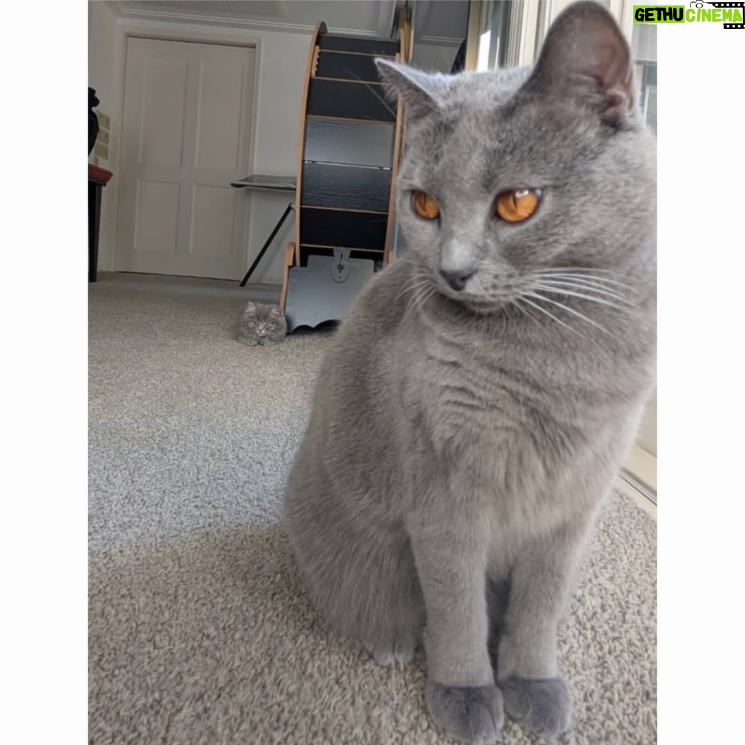Mao Daichi - 27.2K Likes - 🐱Tatin🐱です🐾
2しゅうかんがたちました🏡
ボクは、いっぱいたべて、いっぱいはしって
ぐんぐんのぼって、かくれんぼしたり
おもちゃであそんで♪
とっーてもげんきです*\(^o^)/*
スフレおにいちゃんと😸
ブリュレおにいちゃんと😺
シュシュテおねえちゃんと😽
もう、すっかりなかよしです🩷
とくにスフレおにいちゃんは
シッポであそんでくれたり🐈‍⬛
いつもみまもってくれています⭕️
ケのいろがにてるからかな😸ニャニャ

あ、ボクのタタンというなまえは
タルトタタンの🥧 タタンです♪

#Tatin🐱
#タタン🐱
#サイベリアン
#サイベリアンフォレストキャット
#タルトタタン🥧
#スフレ😺 #シャルトリュー #ブルーグレー #chartreux
#ブリュレ #メインクーン #カメオアンドホワイト#mainecoon
#猫のいる暮らし🐱
#愛猫
#可愛い❤️
#癒される
#大地真央
#MAODAICHI