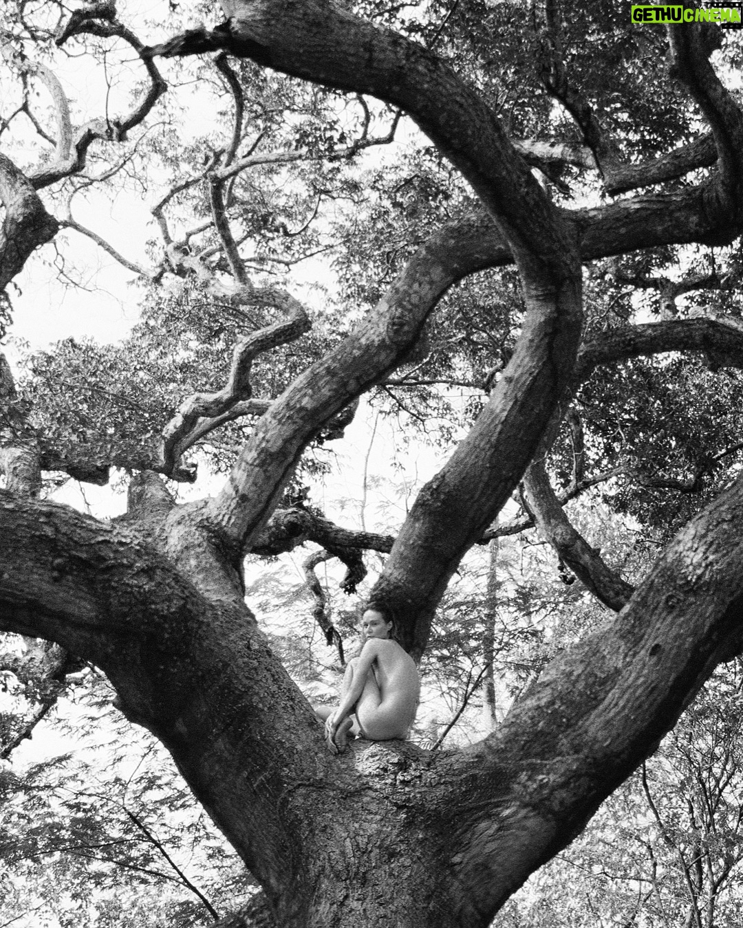 Mariana Ximenes - 3 Likes - Honrada e feliz por poder amplificar uma pauta tão importante e urgente: a necessidade de olharmos para o meio ambiente e regenerarmos nossa mata nativa.
Junto ao @institutoterraoficial, fundado e idealizado pela querida Lélia Wanick Salgado e por Sebastião Salgado em 1998, na fazenda que pertencia à família do fotógrafo, em Aimorés (MG), esse espaço de estudo e regeneração já plantou mais de três milhões de árvores e nos faz acreditar na transformação que nasce da consciência, da paciência e da ação com afeto.

Sustentabilidade é sobrevivência.

Precisamos cuidar de nós e de tudo que nos cerca: do ar que respiramos, da terra que nos alimenta, das árvores e das florestas que equilibram o clima e sustentam a vida. Essa consciência tem crescido em mim a cada dia.

Tive a honra de ser capa da Bazaar deste mês, ao lado de uma equipe fantástica, com imagens feitas no Instituto Terra, uma iniciativa que mostra, com resultados concretos, que é possível regenerar o que parecia perdido.
Foram recuperados mais de 700 hectares de Mata Atlântica e nascentes de mais de 150 rios.
Essa é a prova viva de que a verdadeira beleza está em restaurar o equilíbrio entre o ser humano e a natureza.

Fotografia: @josefinabietti
Styling: @carlosesser
Beleza: @casagrandegui
Texto: @alefarah
Direção de arte: @ykleinmori
Retouch: @gpretouching
Assistente de foto: @marinanajjar
Assistente de beleza: @danniquess
Agradecimento especial: Instituto Terra, Lélia Salgado, @juliano_r_salgado e Rodrigo Salgado

Equipe Instituto Terra: @_quemario_, @carol.ina_sampaio, Caroline Siloto, Gederson Felisberto da Silva (Dedi), Marcos Garcia Lopes (Marquinhos), Moisés Marcelino (@viveiroeconativas), Heriklis Douglas, @jovanderpito e Victoria Pimenta

Realização: Mariana Ximenes e Cristiano Pio de Almeida @cristiano_0901