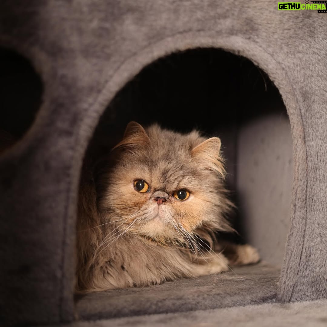 Marisol González - 20.3K Likes - Gary y Perla 😻😽😸 
Mis bebés 🫶🏻

🐈 Les dejo 
5 datos curiosos sobre los gatos

1️⃣ Son sanadores
Perciben cuando estás bajita de energía y se acercan sin invadir.
No hacen ruido, solo acompañan… y eso calma más de lo que crees.

2️⃣ Su ronroneo relaja de verdad
No es solo tierno: su vibración ayuda a bajar el estrés y a sentirte en paz.

3️⃣ Limpian la energía del espacio
Por algo eligen ciertos rincones de la casa.
Ayudan a equilibrar el ambiente 🐾✨

4️⃣ Detectan cosas que no vemos
Escuchan y sienten mucho más que nosotros.
Por eso transmiten esa sensación de tranquilidad y protección.

5️⃣ Te eligen
Un gato no se queda por necesidad.
Si está contigo, es porque confía en ti