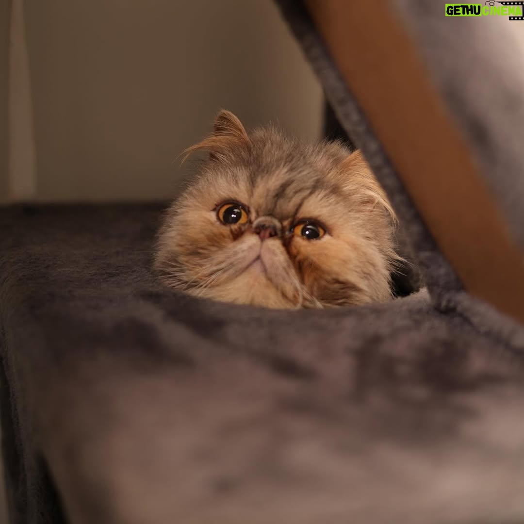 Marisol González - 20.3K Likes - Gary y Perla 😻😽😸 
Mis bebés 🫶🏻

🐈 Les dejo 
5 datos curiosos sobre los gatos

1️⃣ Son sanadores
Perciben cuando estás bajita de energía y se acercan sin invadir.
No hacen ruido, solo acompañan… y eso calma más de lo que crees.

2️⃣ Su ronroneo relaja de verdad
No es solo tierno: su vibración ayuda a bajar el estrés y a sentirte en paz.

3️⃣ Limpian la energía del espacio
Por algo eligen ciertos rincones de la casa.
Ayudan a equilibrar el ambiente 🐾✨

4️⃣ Detectan cosas que no vemos
Escuchan y sienten mucho más que nosotros.
Por eso transmiten esa sensación de tranquilidad y protección.

5️⃣ Te eligen
Un gato no se queda por necesidad.
Si está contigo, es porque confía en ti