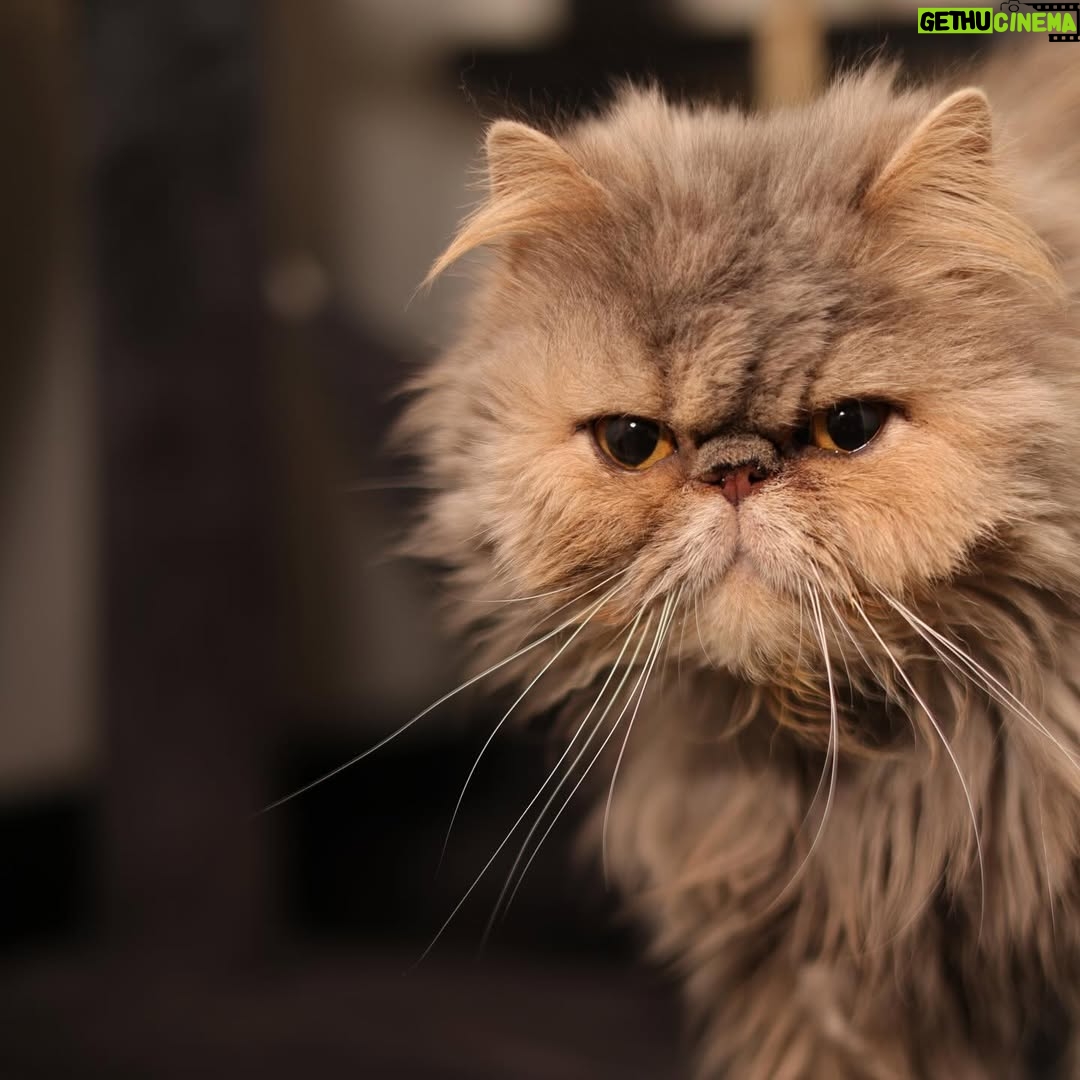 Marisol González - 20.3K Likes - Gary y Perla 😻😽😸 
Mis bebés 🫶🏻

🐈 Les dejo 
5 datos curiosos sobre los gatos

1️⃣ Son sanadores
Perciben cuando estás bajita de energía y se acercan sin invadir.
No hacen ruido, solo acompañan… y eso calma más de lo que crees.

2️⃣ Su ronroneo relaja de verdad
No es solo tierno: su vibración ayuda a bajar el estrés y a sentirte en paz.

3️⃣ Limpian la energía del espacio
Por algo eligen ciertos rincones de la casa.
Ayudan a equilibrar el ambiente 🐾✨

4️⃣ Detectan cosas que no vemos
Escuchan y sienten mucho más que nosotros.
Por eso transmiten esa sensación de tranquilidad y protección.

5️⃣ Te eligen
Un gato no se queda por necesidad.
Si está contigo, es porque confía en ti