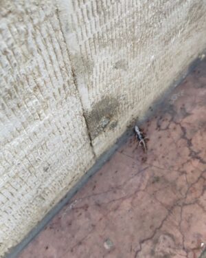 Matin Sotudeh Instagram - کار گروهی به این می گن
اتحاد رو از مورچه ها یاد بگیریم🐜
وقتی یه گروه متحد میشن حتی از پس سنگین ترین و سخت ترین کارها هم میتونن بر بیان