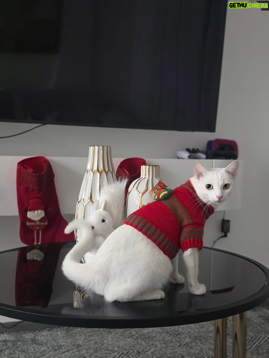Milagros Flores - 34.3K Likes - Feliz navidad 🥰🎄cprospero año y feliz.... ✨️🎇