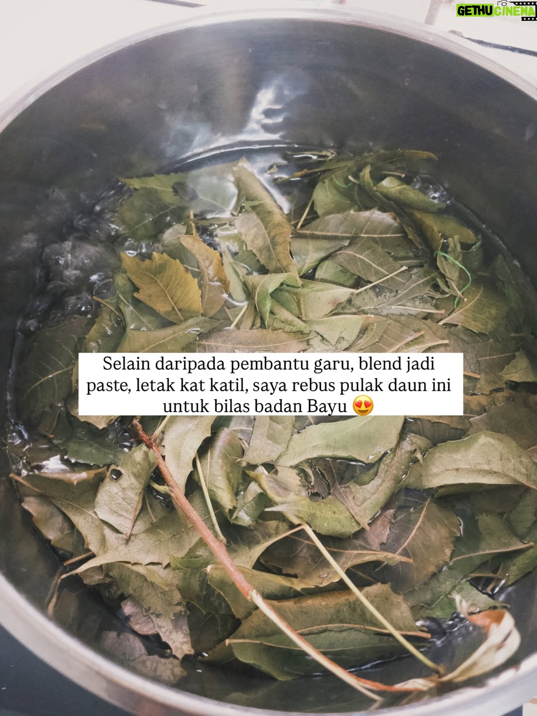 Nadia Aqilah - 867 Likes - Bayu’s chicken pox diaries and my new found love for daun semambu 🥹 Pertama kali jaga orang chicken pox (sama je perangai tak macam sakit pun 😂) but grateful this happens when I’m on my year end break 🥹 

Dah it’s a wrap for Bayu’s chicken pox. 5 days yang macam tabib 😂 Senja pulak some day eh 😌 Take care everyone xxx