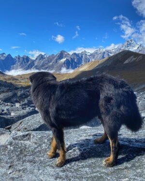 Namrata Shrestha Instagram - Goodmorning 🌻!
Pic1: just a selfie before Cho La pass 😷
Pic2: My friend Bally enjoying the view 🐶... #cholapass #mountains #everestregion #nature #haveagreatday #takecare #dherai #maya #namrataashrestha