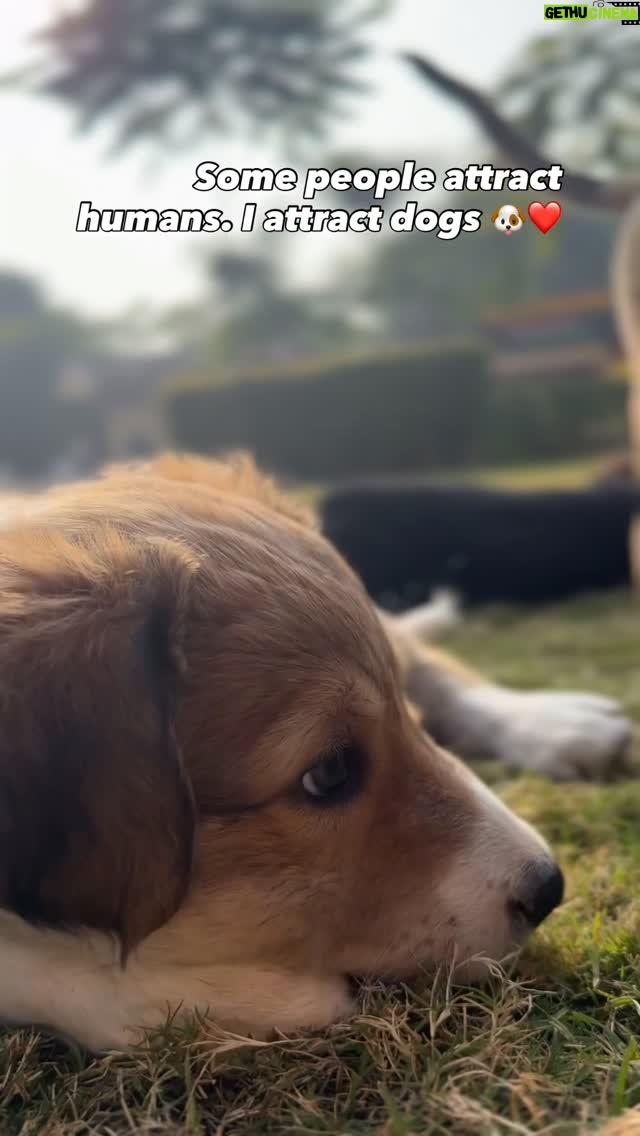 Neha Singh - 31K Likes - #Dogeshwar 🐶🌸