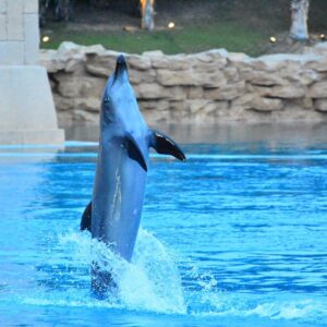 Nelydia Senrose Instagram - I will keep this everlasting memory with the dolphin in my heart. I am glad that they are in fortunate hands. ♥️
#MyDubai #DolphinBay
@visit.dubai
@atlantisthepalm