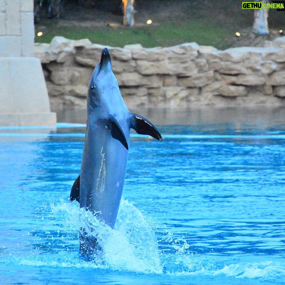 Nelydia Senrose - 140.9K Likes - I will keep this everlasting memory with the dolphin in my heart. I am glad that they are in fortunate hands. ♥️
#MyDubai #DolphinBay 
@visit.dubai 
@atlantisthepalm