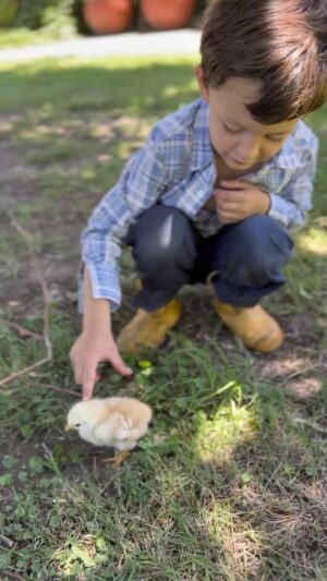 Noelia Marzol Instagram - Algunos nos lo comemos, otros los crían🐣
Salteamos un par de días, pero es un detalle menor.
Vió una incubadora casera en un video y quiso copiarlo. Lo dimos todo.
El nació para vivir el campo 🤗