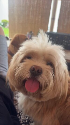 Patricia Portocarrero Instagram - Lola Canela 🐶, adoptadita y se pone quisquillosa. Sasha 🐕Puntahermosina y se pone fina. Chonky🐕🦺 pueblerino y se pone divino. Así no puedo masssss!!!!
#perros #viral #comedia #peru