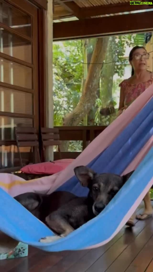 Paula Burlamaqui - 3.1K Likes - Angelina apareceu na minha vida em agosto estava nas ruas vitima do abandono e maus tratos , idosa , doente , esquecida , foi resgatada por mim  e  um grupo incansável de amigas foi internada , mas o diagnóstico não era bom ,uma doença renal  avançada, por isso sabia que ninguém iria querer ficar com ela e decidi adota -la . Também ja estava perdidamente apaixonada por ela
só não imaginava que o tempo dela era tao pequeno, foram apenas 3 meses de felicidade e muito amor que ela nos proporcionou.
Hoje ela virou estrelinha …sinto  uma tristeza enorme de não ter podido dar mais tempo a ela mas agradeço muito as pessoas que me acompanharam nessa jornada  @eumayavelar , Monica , Eunice , @rhay_polster que cuidaram dela com muito amor , e as medicas minha parceiras @nathaliafcorrea @marcia.miranda77 @gracymarcello e toda equipe da @hv_petcareanimalia , muito obrigada também a todos que acompanharam e torceram por sua recuperação 🙏♥️ #ajudeumanimalderua #adoteumidosinho🐶