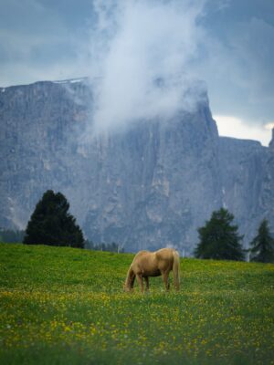 Rebecca Roy Instagram - Alpe di Siusi – just the two of us, and this unreal canvas of wildflowers, horses, and dramatic Dolomites!⁠🌼⛰️⁠

You won’t believe this, but we shot all these pictures without a soul in sight—no crowds, no edits. Just pure, cinematic magic.⁠💫

How? Here’s a golden tip:
🚗 In summer, cars aren’t allowed inside Alpe di Siusi from 9-5 PM. But post 5 PM? The gates open! You can drive right in, no hiking needed.
📍We dropped the pin at a few scenic spots (check last slides) – trust us, it’s a photographer’s dream.
🌤️ And evening light? Chef’s kiss. Soft, moody, and just enough drama to make the mountains sing.

If you’re dreaming of that postcard-perfect meadow moment – wait till evening, grab a picnic, and let nature do the rest.🌸🫶🏽

Shot on @canonindia_official EOS R5 mark II

#alpedisius #seiseralm #dolomites #odysseyoftwo #coupleswhotraveltogether #europeroadtrip #italy #chennaiinfluencer #travelinfluencer #travelvibes #chennaiblogger #indianblogger #travelcouple #VibeWithCanon #CanWithCanon