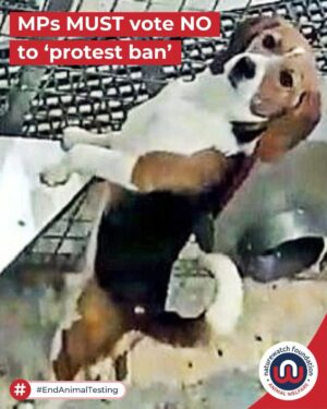 Sadie Frost Instagram - Our fight continues!

The aggressive amendment to the Public Order Act 2023 to include facilities linked to animal testing has been scheduled in Parliament for Wednesday, 14th January.

Thrown in prison for peacefully protesting against animal testing?! Absurd!

We need you. The animals need you. 

Your MP MUST attend Parliament on Wednesday, 14th January to vote NO. Email them NOW, even if you have before!

They must attend, and they must vote ‘NO’. 

Comment ‘VOTE’ to be sent the link in your DMs 📲

All photos are provided by @thecampbeagle and are of real beagles in facilities