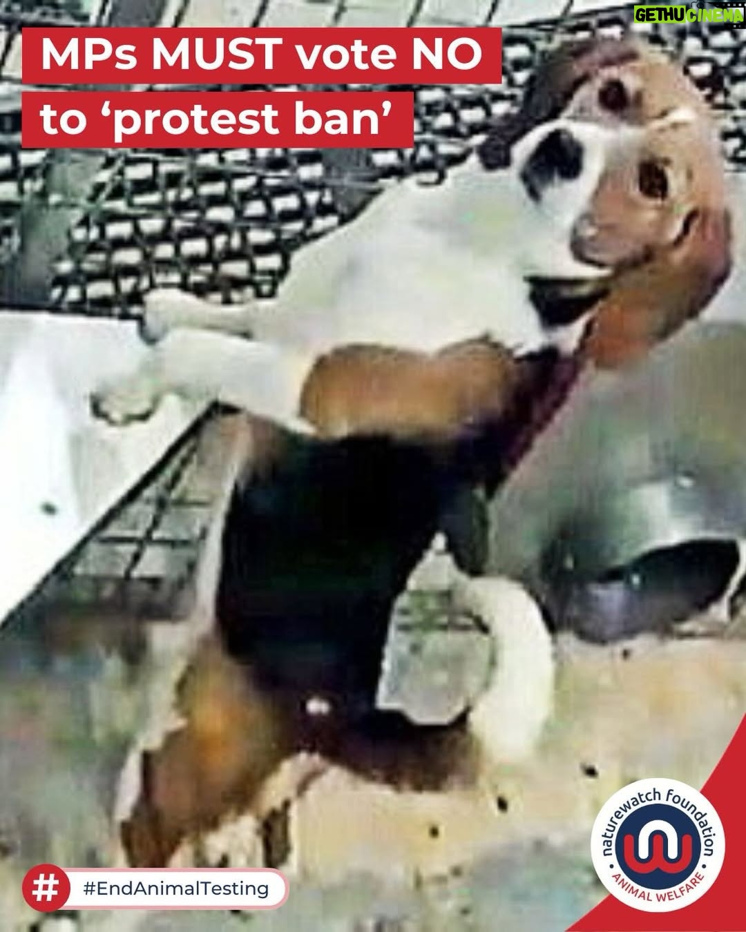 Sadie Frost - 254 Likes - Our fight continues!

The aggressive amendment to the Public Order Act 2023 to include facilities linked to animal testing has been scheduled in Parliament for Wednesday, 14th January.

Thrown in prison for peacefully protesting against animal testing?! Absurd!

We need you. The animals need you. 

Your MP MUST attend Parliament on Wednesday, 14th January to vote NO. Email them NOW, even if you have before!

They must attend, and they must vote ‘NO’. 

Comment ‘VOTE’ to be sent the link in your DMs 📲

All photos are provided by @thecampbeagle and are of real beagles in facilities