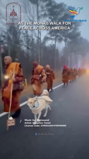 Sharon Lawrence Instagram - 🥹❤️‍🩹🐾🙏🏻Repost from @sliceofgoodseries
•
You asked about Aloka. Here’s how he joined the monks. 🐾
#sliceofgood #goodnews #dogsofinstagram #peace 
@alokathepeacedog