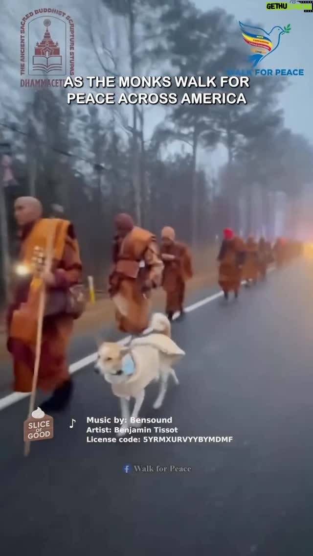 Sharon Lawrence - 74 Likes - 🥹❤️‍🩹🐾🙏🏻Repost from @sliceofgoodseries
•
You asked about Aloka. Here’s how he joined the monks. 🐾
#sliceofgood #goodnews #dogsofinstagram #peace 
@alokathepeacedog
